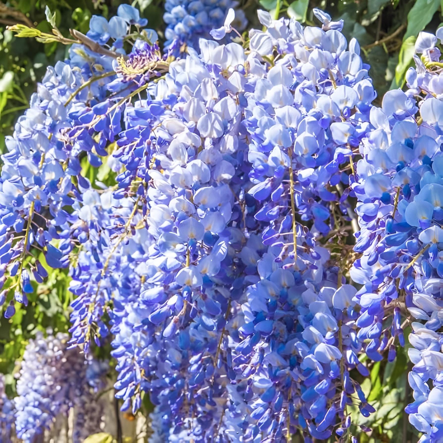 wisteria-and-cloves-chinese-blue-wisteria-seeds-wisteria-sinensis-5