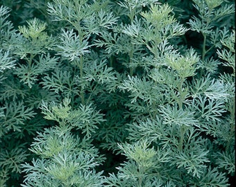 Wormwood "Artemisia Absinthium" Bloom Plant 200 Fresh Seeds