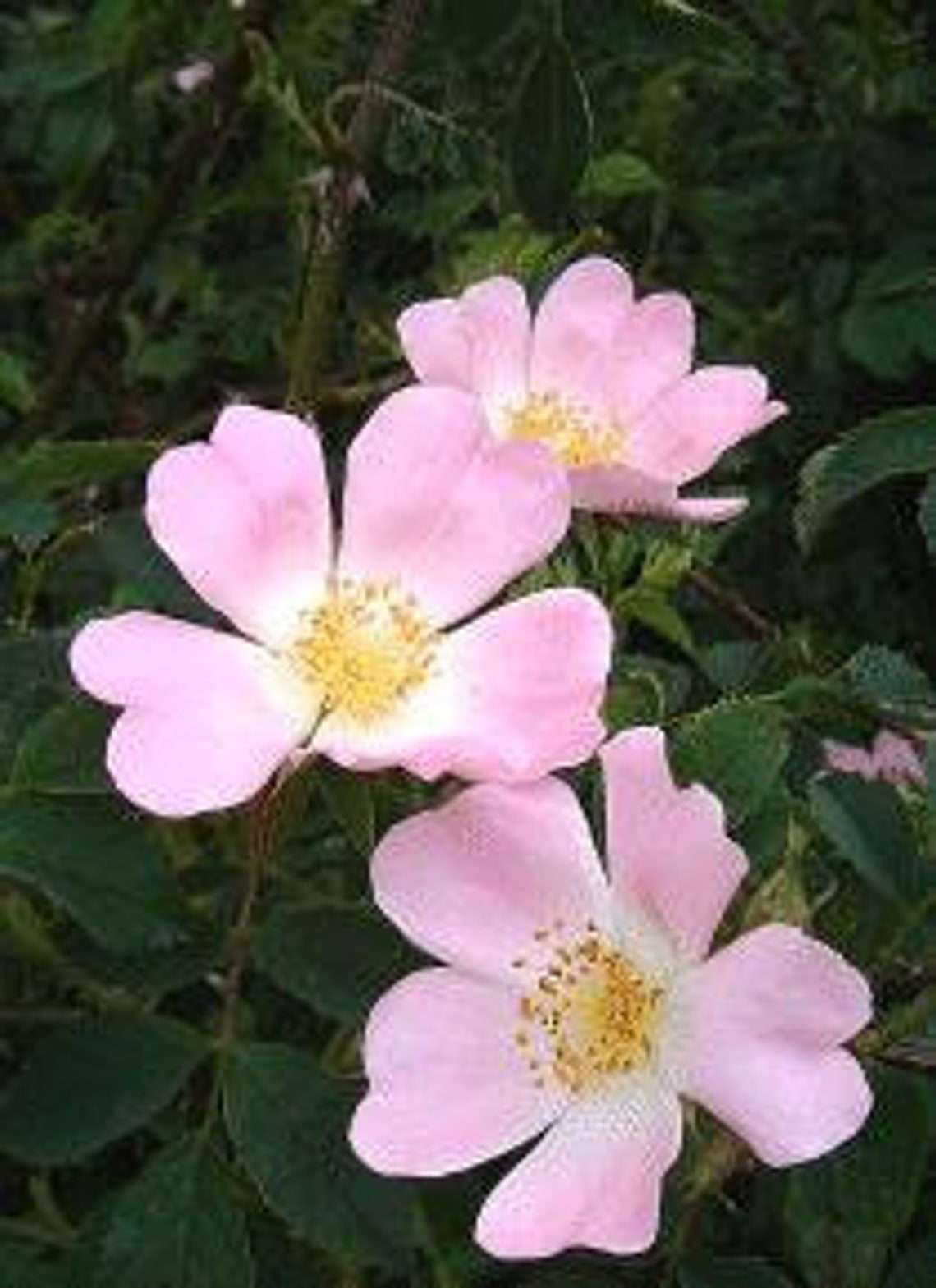Thornless Rosa Canina Pink Dog Brier Rose 50 Fresh Flower Etsy