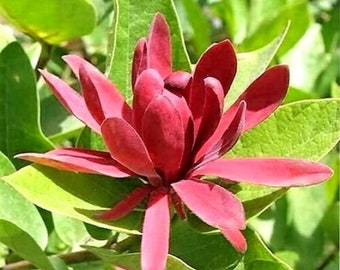 SWEETSHRUB Fragrant Calycanthus Shrub Flower 10 Seeds