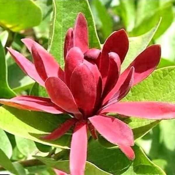 SWEETSHRUB Fragrant Calycanthus Shrub Flower 10 Seeds