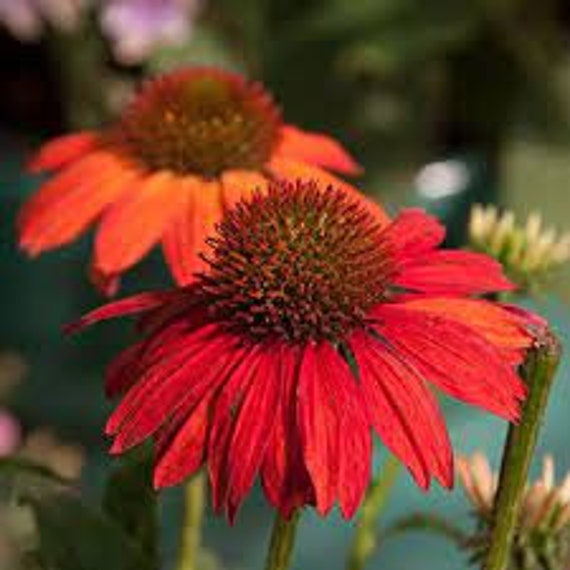 Echinacaea 'hot summer' 50+ fresh seeds sun perennial RED Cone flower Echinacaea 'hot summer' 50+ fresh seeds sun perennial RED Cone flower