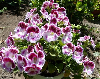 White Purple Geranium Bloom Perennial Flower 10 Fresh Seed