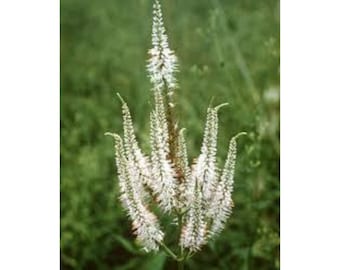 Culver's Root Flower "Veronicastrum Virginicum" 1000 Fresh Seeds