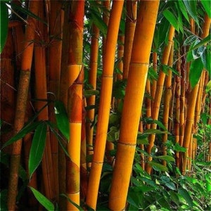 Orange Bamboo Exotic Clumping Ornamental Privacy Shade 50 Fresh Seeds