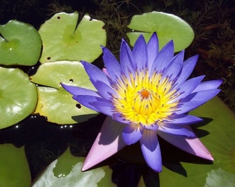 Blue Water Lily "Nymphaea Caerulea" Asian Lotus Ornamental Pond Flower 10 Fresh Seeds