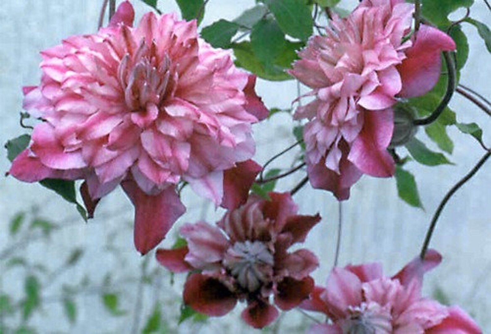 Double Light Pink Clematis Climbing Perennial Plumeria Bloom Etsy