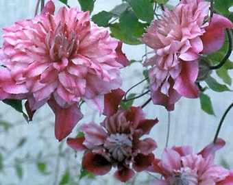 Double Light Pink Clematis Climbing Perennial Plumeria Bloom Flower 25 Fresh Seed