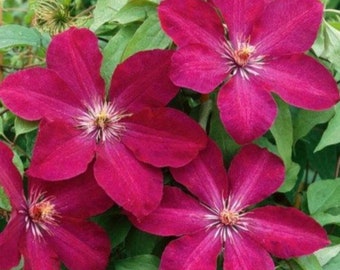 Magenta Clematis Bloom Perennial Flower 25 Fresh Seed