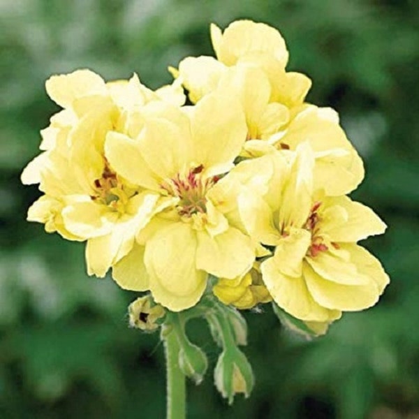 Yellow Geranium Bloom Perennial Flowers 10 Fresh Seed
