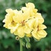 see more listings in the Flower Seeds section