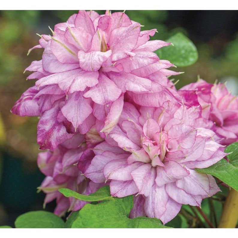 Double Light Pink Clematis Climbing Perennial Plumeria Bloom Etsy