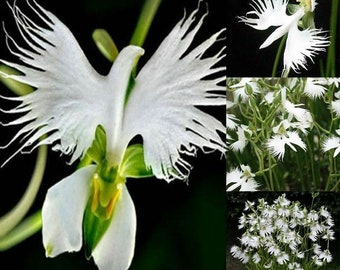 10 Parrot Orchid Flower seeds and 20 Egret orchid flower seed Plus Free Gift Nice home plant Decor Fast shipping Order now limited supply 10 Parrot Orchid Flower seeds and 20 Egret orchid flower seed Plus Free Gift Nice home plant Decor Fast shipping Order now limited supply