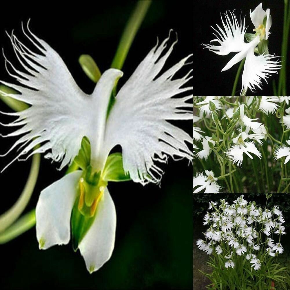 Japanese Radiata White Egret Orchid Flower 25 Seeds Etsy