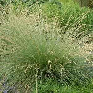 Atlas Festuca Festuca Mairei Cobertura de suelo ornamental 20 semillas frescas imagen 1