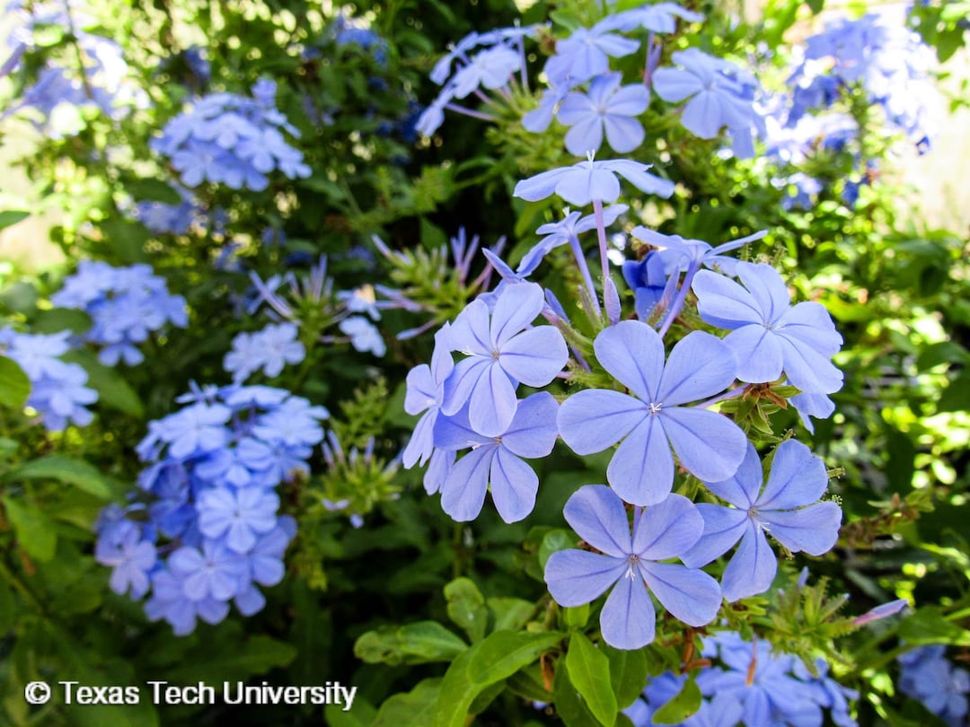 Blue Cape Plumbago plumbago Auriculata Sky Flower Shrub 30 Fresh Seeds