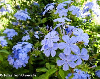Blue Cape Plumbago "Plumbago Auriculata" Sky Flower Shrub 30 Fresh Seeds