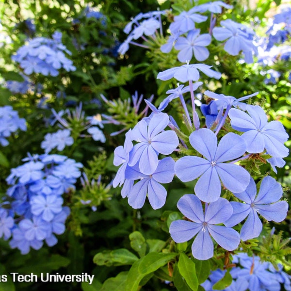 Blue Cape Plumbago "Plumbago Auriculata" Sky Flower Shrub 30 Fresh Seeds