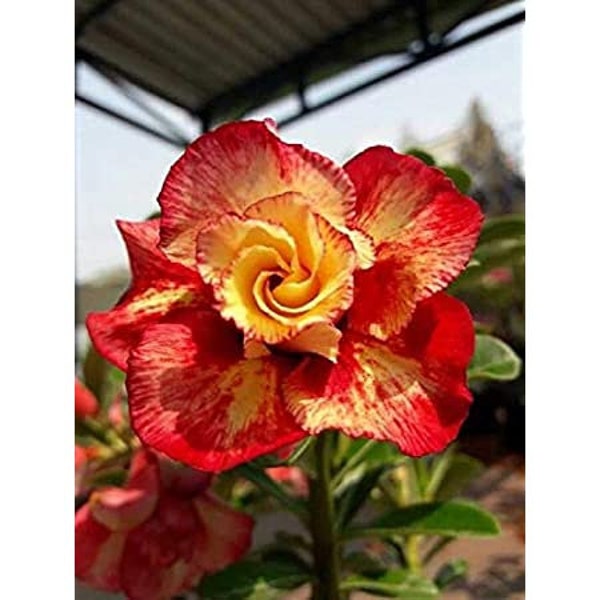 Desert Rose Orange & Red "Adenium" Bloom Perennial Flower 4 Fresh Seeds