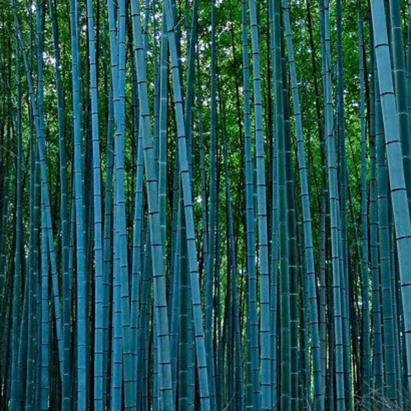 Blue Bamboo "Bambusa Chungii" Exotic Shade Ornamental Privacy 5O Fresh Seeds