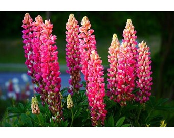 Pink Purple Orange Lupine Perennial Flowers 25 Fresh Seed