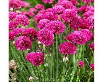 Armeria Maritima "Sea Pink Thrift" Perennial Bloom Flower 50 Fresh Seed