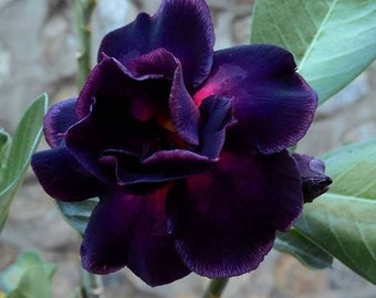 Purple Black Desert Rose Adenium Perennial Flower 4 Fresh Seed