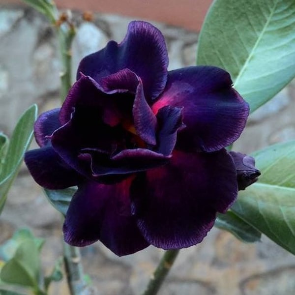 Purple Black Desert Rose Adenium Perennial Flower 4 Fresh Seed