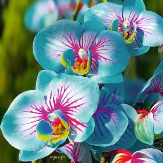 Orquídeas Azules y Rosas Flores 25 Semillas - Etsy España