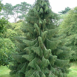 SEEDS ONLY - West Himalayan Spruce &quot;Picea Smithiana&quot; Emerald Cascade Ornamental Plant 10 Fresh Seeds