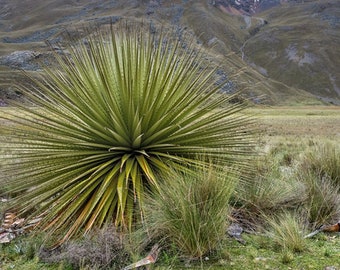 Queen Of The Andes "Puya Raimondii" Titanka 5 Fresh Seeds