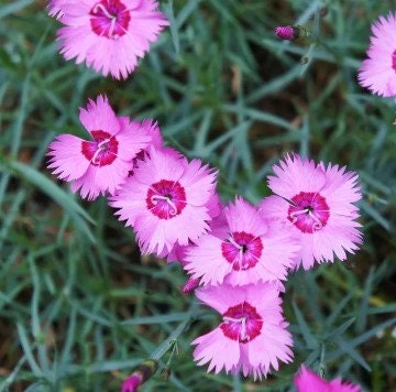 Black/White Velvet Lace Carnation Flower Seeds / Dianthus / Perennial 50+