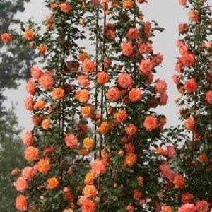 Orange Climbing Rose Fragrant Rosa Bush Vine Ornamental Flowering Plant 5 Fresh Seeds afbeelding 1