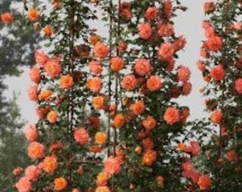 Orange Climbing Rose Fragrant Rosa Bush Vine Ornamental Flowering Plant 5 Fresh Seeds