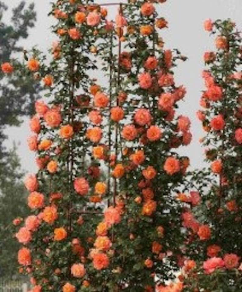 Orange Climbing Rose Fragrant Rosa Bush Vine Ornamental Flowering Plant 5 Fresh Seeds afbeelding 1