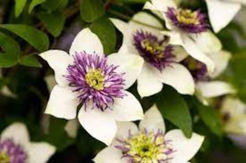 White Purple Clematis Perennial Bloom Flower 25 Fresh Seeds image 3