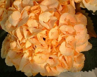 Yellow Hydrangea Perennial Flowering Plant 5 Fresh Seeds