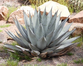 Utah Agave "Agave Utahensis" Ornamental Bloom Plant 20 Fresh Seeds