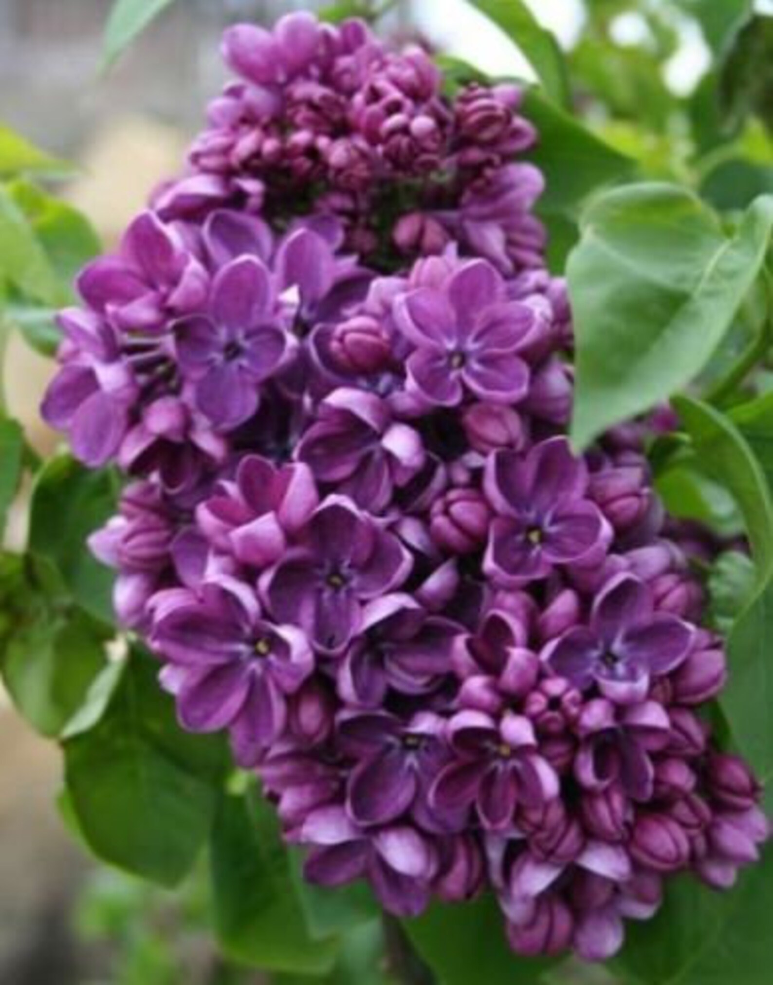 Purple Lilac Fragrant Tree Perennial Bloom Flower 25 Fresh Etsy
