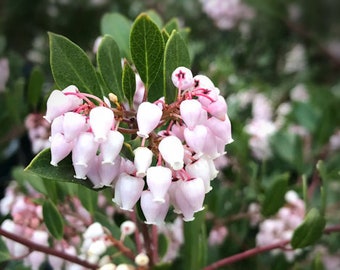 Manzanita Ornamental Flowering Tree 20 Fresh Seeds