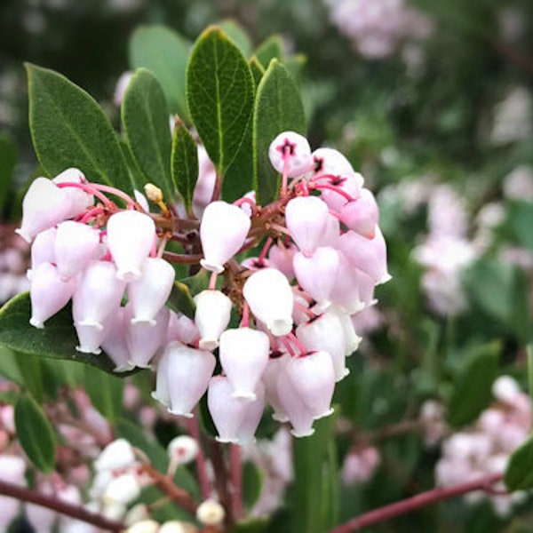 Manzanita Ornamental Flowering Tree 20 Fresh Seeds