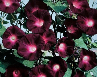 Black Knight Morning Glory Planta de floración anual trepadora 20 semillas frescas