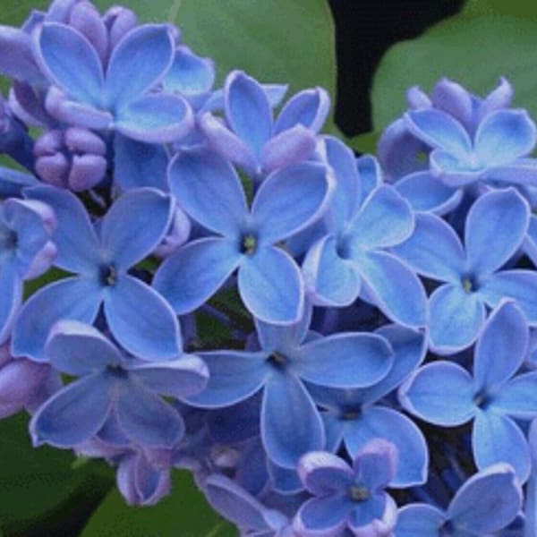 Blue Lilac Perennial Flowering Plant 25 Fresh Seeds