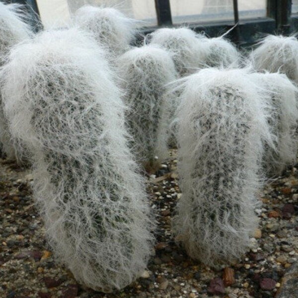 Old Man Of The Andes "Oreocereus Celsianus" Ornamental Rare Cactus 30 Fresh Seeds