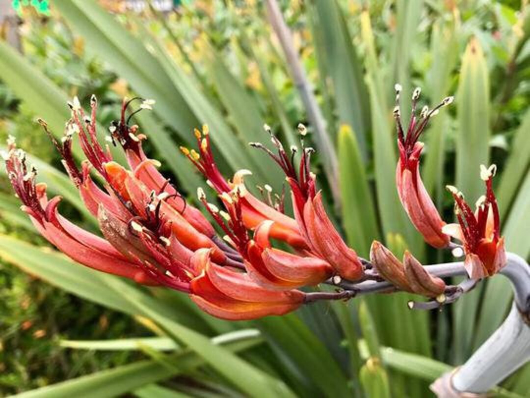 New Zealand Flax phormium Tenax Dramatic Blooms Etsy