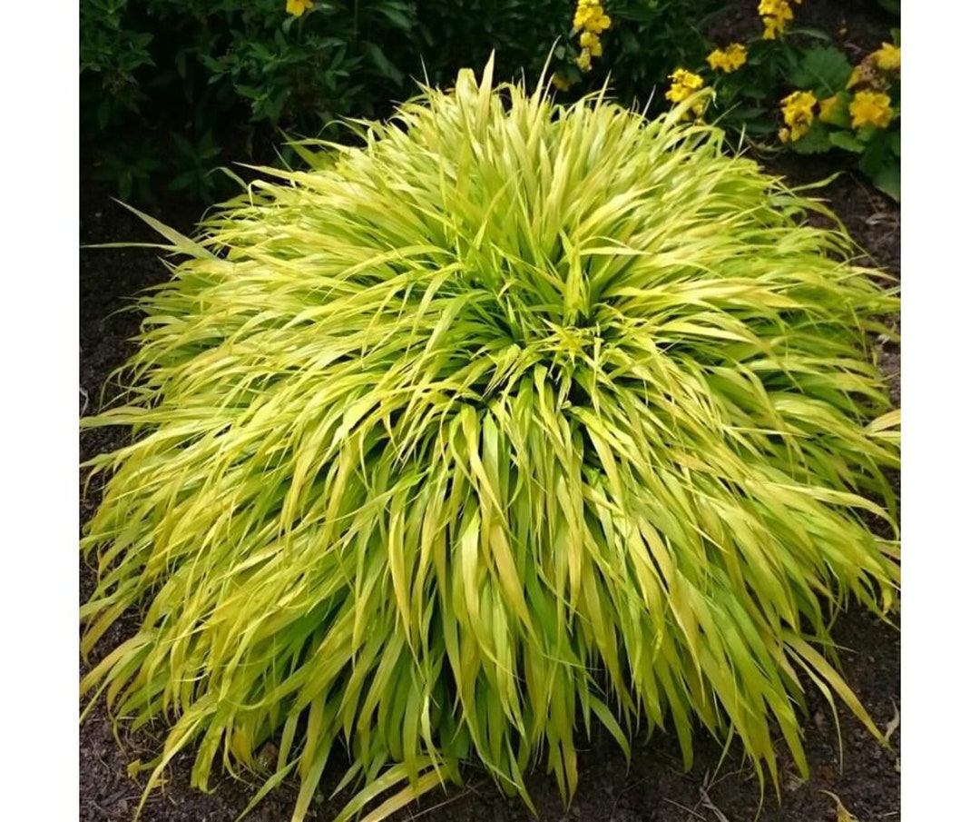 Ornamental Japanese Forest Grass hakonechloa Macra Long Lived Hakone 30