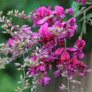 Bush Clover Lespedeza Virginica Garden Landscape Shrub Flowers 100 Fresh Seeds image 1