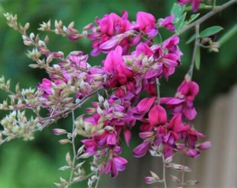 Bush Clover "Lespedeza Virginica" Garden Landscape Shrub Flowers 100 Fresh Seeds