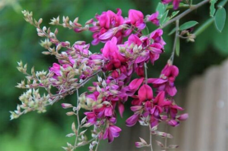 Bush Clover Lespedeza Virginica Garden Landscape Shrub Flowers 100 Fresh Seeds image 1