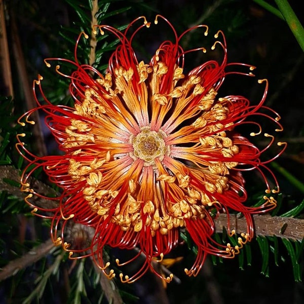 Red Lantern Banksia "Banksia Caleyi" Ornamental Flower Tree 10 Fresh Seeds